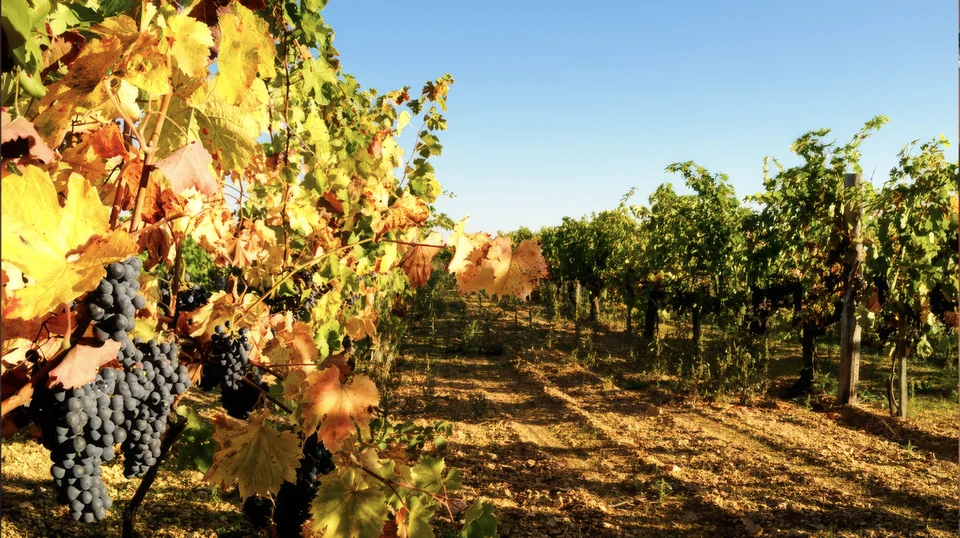 vignobles dans la r&eacute;gion viticole du Languedoc-Roussillon, Roussillon, France