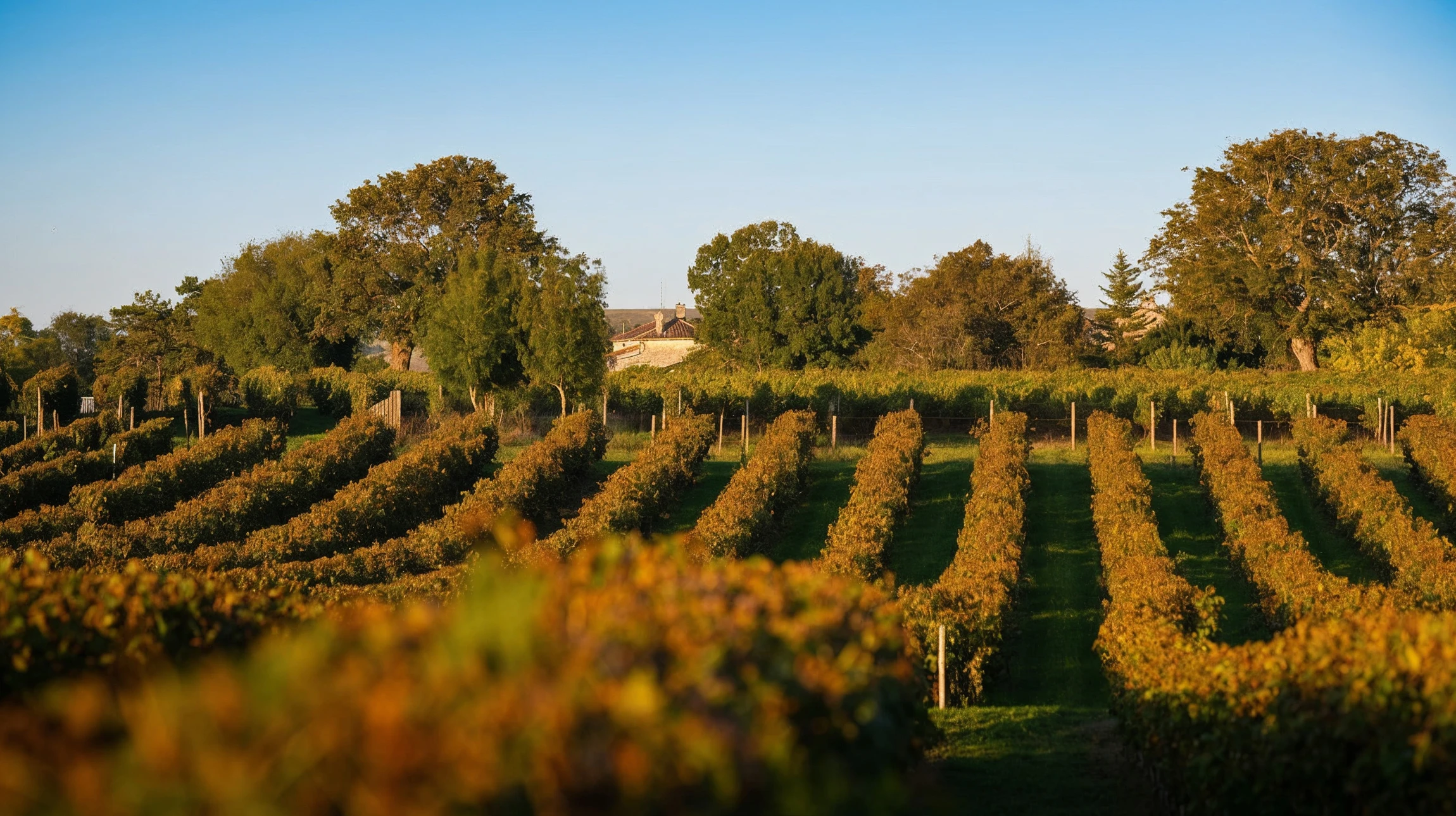 Vignobles sur les collines de Saint-Emilion, Gironde, Nouvelle Aquitaine, France