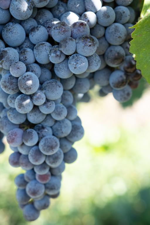 Le Cabernet Franc, un cépage au cœur de notre Troussepinète